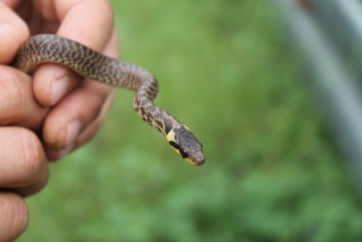 It might be easely confused with previously shown Natrix natrix, but this is a juvenile of Zamenis longissimus "The Aesculapian Snake"